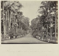 Samarang - Avenue tot een privaathuis (mr. van Delden)