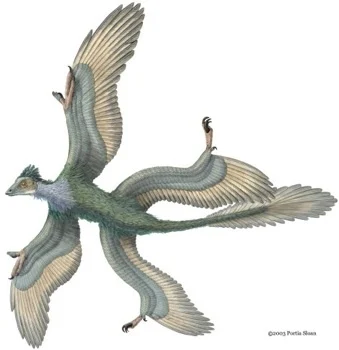 microraptor_3_-tm