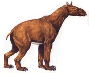 moropus-copy