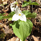 White trillium