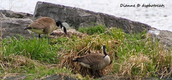 IMG_5557 Canada Geese 