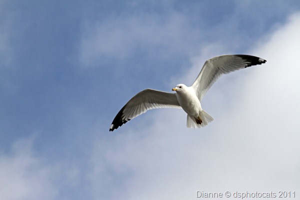 IMG_2198 Flying Gull