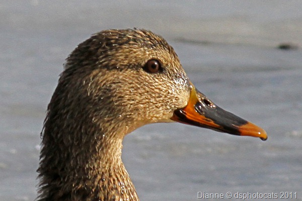 IMG_2249 Female Mallard Port.