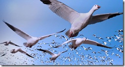 Bing_Background_SnowGeese