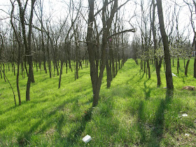 17. kerület, Budapest,  Ínyenc Jani, Ferihegyi repülőtér, Új Köztemető, Étkezde, kifőzde, karaoke 