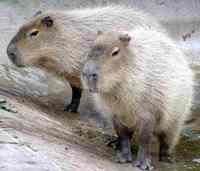 Capybara, the largest living rodent