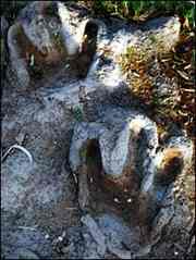 Rocks with dinosaur footprints have been found at various places