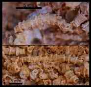 Well-preserved fossils of Cloudina carinata  were found in Extremadura - Cortijo et al