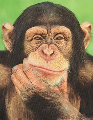 [chimpanzee-autonoetic-consciousness[5].jpg]