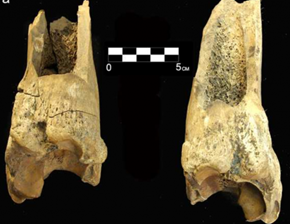 Left and right distal tibias from Ayer Pond. Source: Kenady et al. in press (2010)