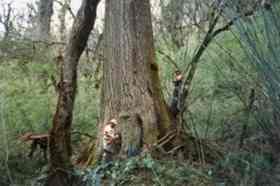 This undated handout photo courtesy of the Lamont-Doherty Earth Observatory (LDEO) shows tree ring researchers … 
