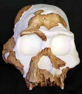 Homo gautengensis - a new human ancestor