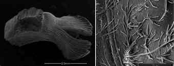 Micrographs of a workers’ head and thoracic flight muscles