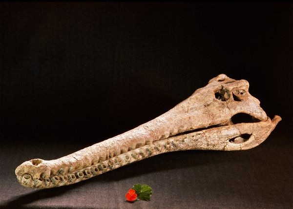 [humans-ate-crocodiles-kenya_21172_600x450[5].jpg]