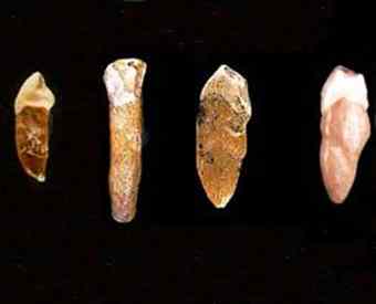 A collection of prehistoric stone hand axes appears above. When first discovered, most researchers thought that the hand axes were made between 500,000 and 200,000 years ago. However, a new study contends that they are in fact much older -- possibly the oldest hand axes in Europe. 
