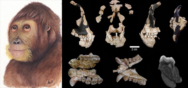 [a_brevirostris[5].jpg]