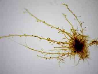 This is the brown alga, Ectocarpus siliculosus, in culture