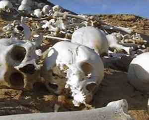 Hundreds of bleached bones and skulls found in the desolate wilderness of the Sahara desert may be the remains of the long lost Cambyses' army, according to Italian researchers.