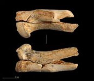 Cave lion bones found recently in Spain.