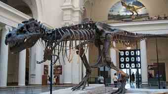 The Field Museum of Natural History, in Chicago Illinois, has this 