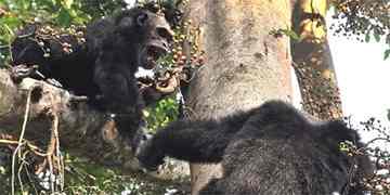 Chimpanzees murder for land