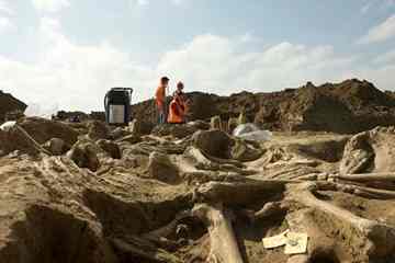 The mass grave unearthed  in Borgharen was found to contain the remains of between 35 and 50 horses.