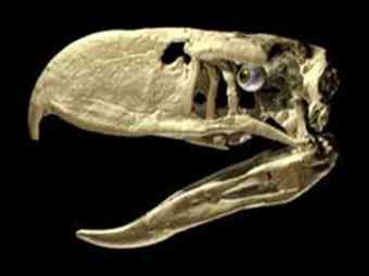 Andalgalornis steulleti, the "terror bird"