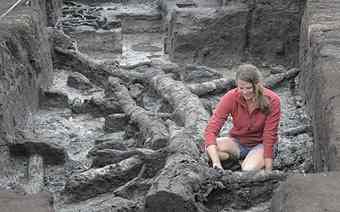 Dr Nicky Milner from The University of York works on the remains of a Birch tree thought to date back 11,000 years at Star Carr near Scarborough , North Yorkshire when Britain was part of continental Europe. The site has shown remains of a house dating back to 8500 BC  