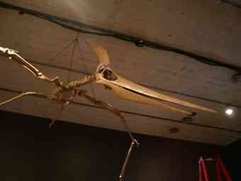 Pterosaurs swoop down from the ceiling. The exhibit features more than 60 skeletal casts of various specials.