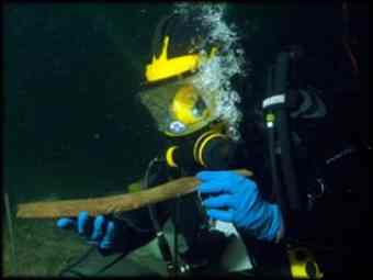 A Divers recovers a wooden artefact from the Little Salt Spring