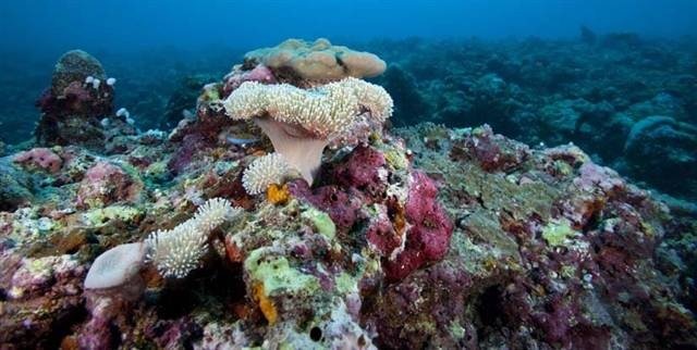 [100902_animal-extinction.grid-8x2[5].jpg]