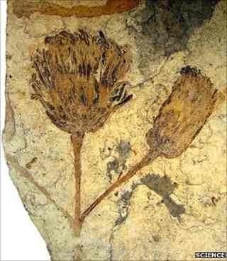 The fossil flower, related to sunflowers, was found in Patagonia