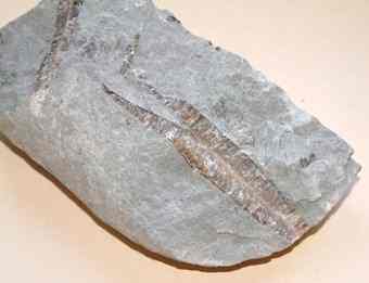 A section through a belemnite fossil inside a limestone nodule