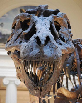The so-called king of dinosaurs, Tyrannosaurus rex, has been shown, by its more humble forerunners to be a complex, nuanced creature, the product of more than a hundred million years of tyrannosaur evolution.