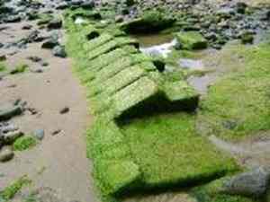 The stones at Howick Burn
