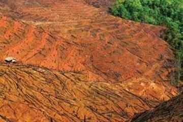 At the same time many of China's rainforests are being stripped to make way for rubber plantations.