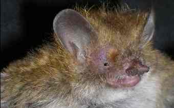 Murina elery bat