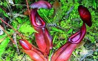 Nepenthes bokorensis is a tropical pitcher plant endemic to Cambodia. 