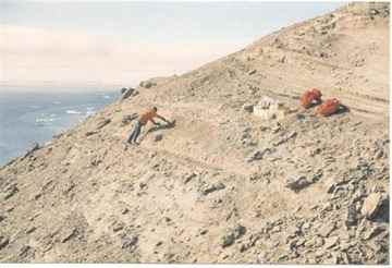 Bones from an ancient turtle were recently discovered at La Meseta Formation on Antarctica's Seymour Island. 