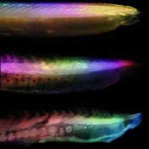 This image shows progressive stages of decay of a close relative of vertebrates (amphioxus) approaching ancestral morphology and thus skewing fossil interpretation. - University of Leicester