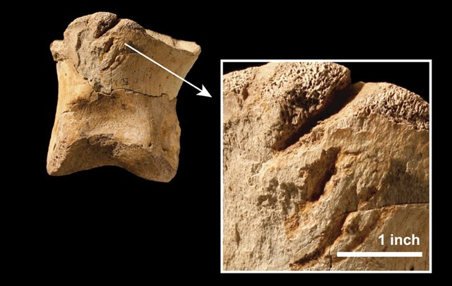 [Gouges-on-the-toe-bone-of-001[5].jpg]