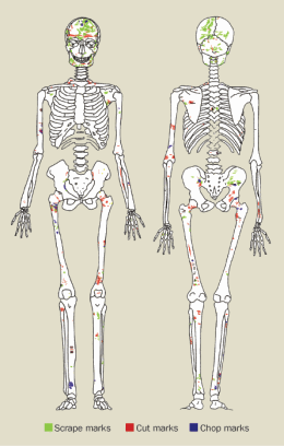 These skeletons document where marks were observed on various individuals.