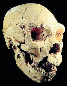 [atapuerca_best_skull-233x300[5].jpg]