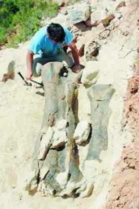 Excavation of a huge femur that belonged to a giant Turiasaurus Riodevensis that lived 145 million years ago, Teruel.