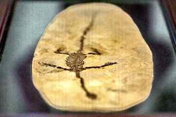 Photo taken on Nov. 9, 2010 shows the sinohydrosaurus fossil in Ottawa, Canada. A collection of 130 million years old fossils, smuggled from China into Canada seven years ago, was officially transferred to the Chinese government Tuesday, marking the country's first return of culture property to China. The fossils, 35 pieces in total, consist of Sinohydrosaurus, Lycoptera fish, plant and insect fossils, all originating from Liaoning province, northeast China. (Xinhua/Christopher Pike)