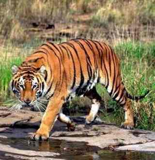 Nepal is hopeful of accomplishing the target of doubling the wild tiger population by 2022, an official said.
