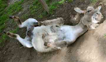  The 2,000-year-old skeleton of 'new horse breed' found at Pompeii is that of a donkey.