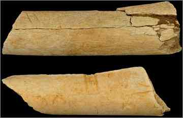 Bones unearthed in Ethiopia bear what were said to be cut marks. 