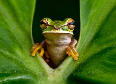 [In search of the lost frog of Colombia - Telegraph_1290246690553[5].png]