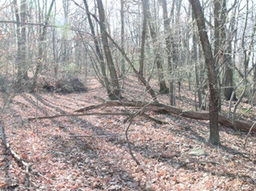 Courtesy of Dr. Paul Shackel This is the survey area of the Lattimer Mines near Hazleton, the site of the Lattimer Massacre of 1897. Dr. Paul Shackel, a University of Maryland anthropology professor, is interested in the event and has surveyed the site for evidence.